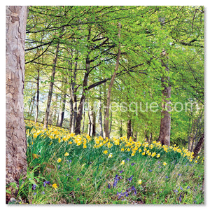 Easter card featuring a wood full of daffodils by Charlotte Gale