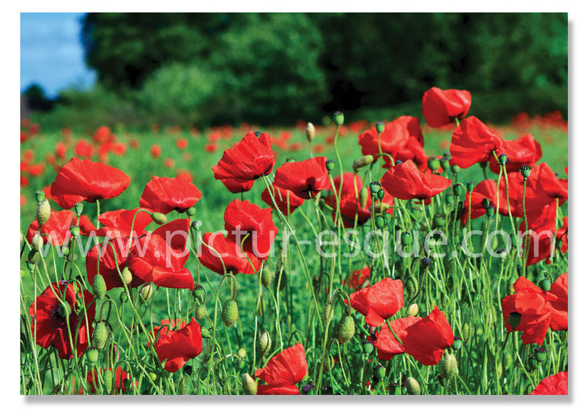 Poppies blank notecard - lest we forget on Remembrance Sunday
