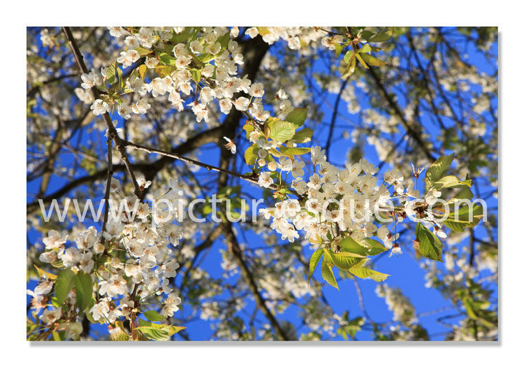 Cherry Blossom blank notecards