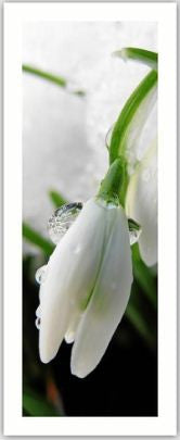 Snowdrop Gift Tag