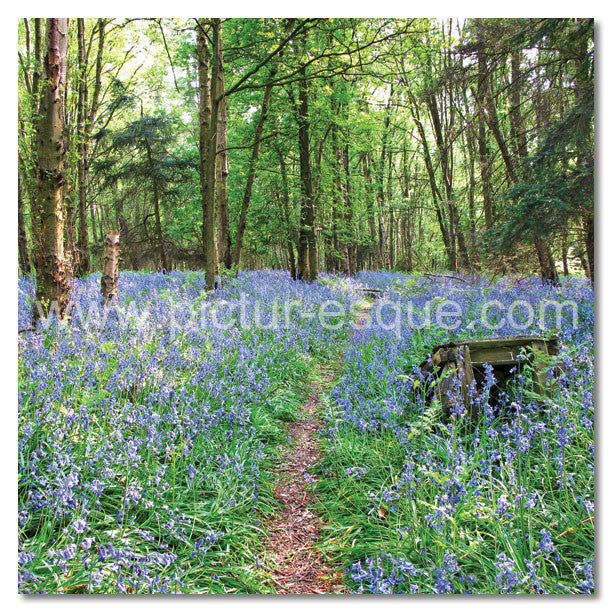 Bluebells by Charlotte Gale