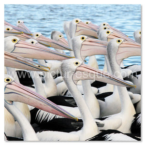 Pelicans in Australia by Charlotte Gale