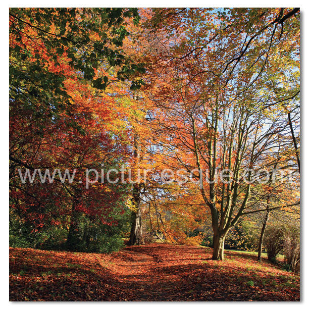 Autumn Leaves in Knaresborough by Charlotte Gale