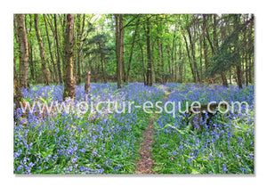 Bluebell notecards by Charlotte Gale