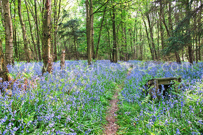 Bluebell Wood Canvas by Charlotte Gale
