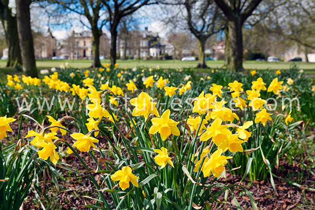 Harrogate Stray Daffodils Canvas